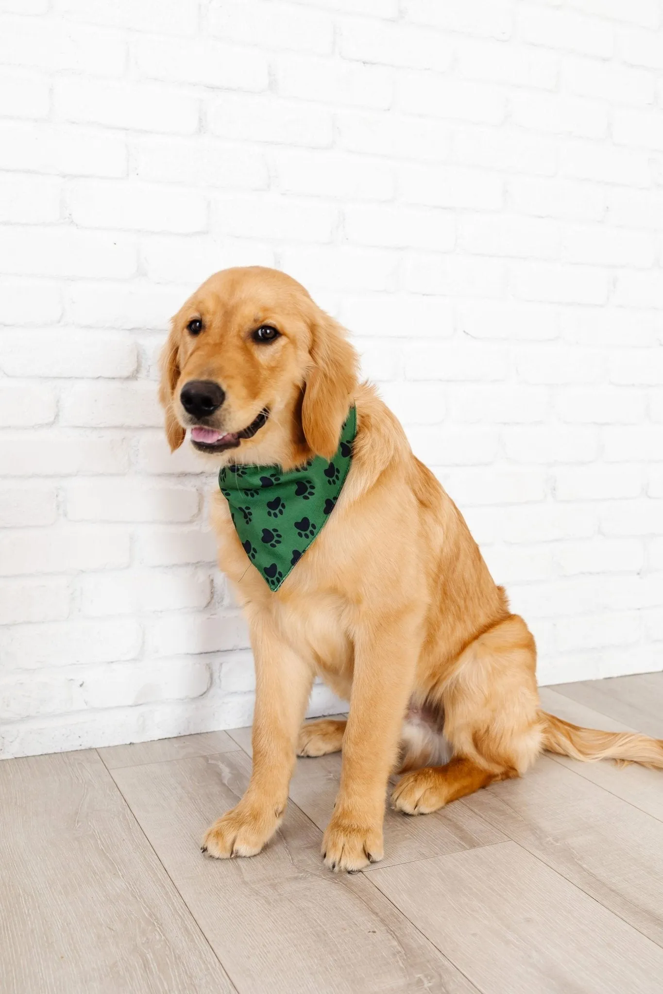 Paws Pet Bandana   Scrunchie
