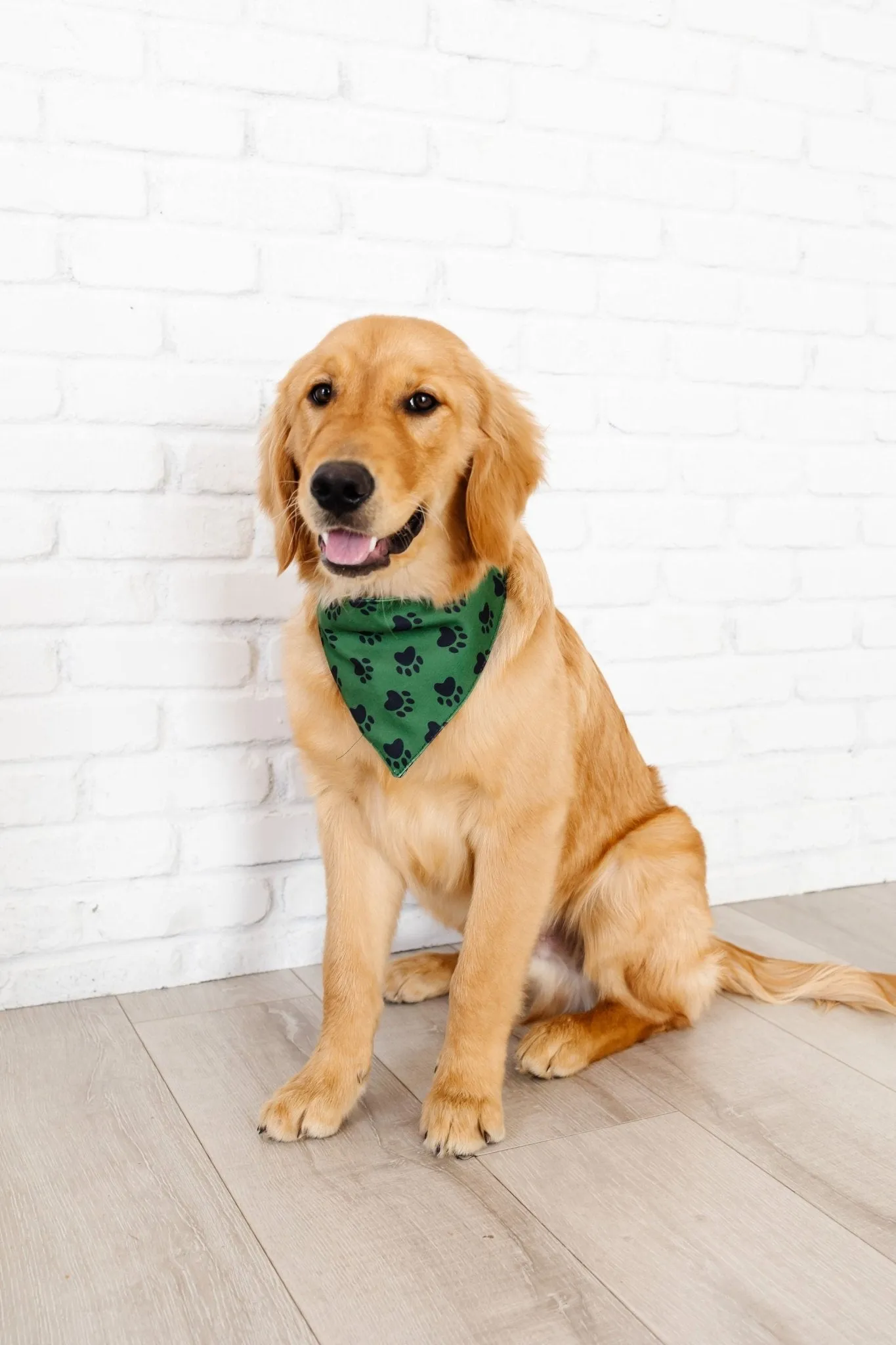 Paws Pet Bandana   Scrunchie